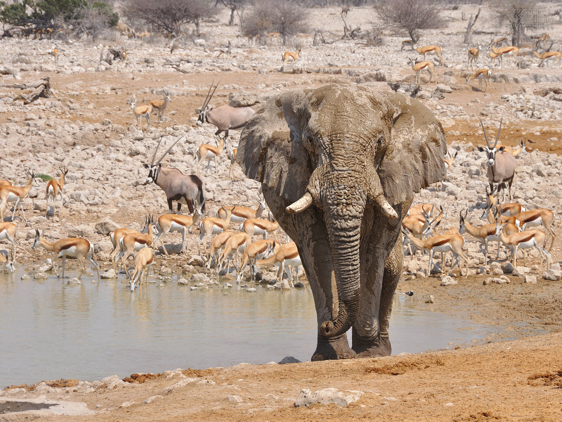 Etosha - Okaukuejo - Olifant  Stefan Cruysberghs